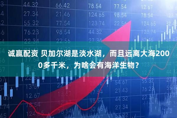 诚赢配资 贝加尔湖是淡水湖，而且远离大海2000多千米，为啥会有海洋生物？