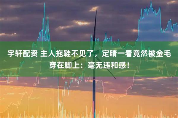 宇轩配资 主人拖鞋不见了，定睛一看竟然被金毛穿在脚上：毫无违和感！